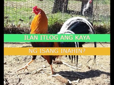 tukaan sabong